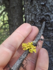 Vulpicida canadensis