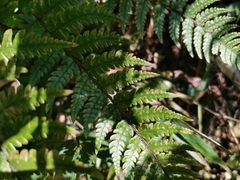 Dryopteris pacifica