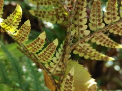 Dryopteris pacifica