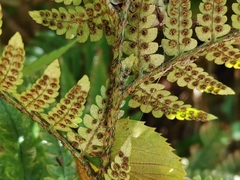 Dryopteris pacifica