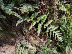 Dryopteris erythrosora