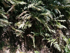 Dryopteris erythrosora