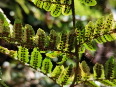 Dryopteris erythrosora