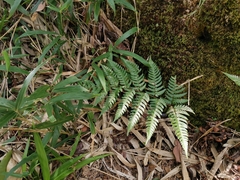 Dryopteris pacifica