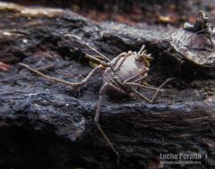 Hernandaria scabricula