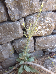 Verbascum damascenum