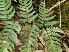 Dryopteris pacifica