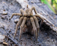 Ancylometes concolor