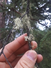 Ramalina dilacerata