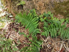 Dryopteris uniformis