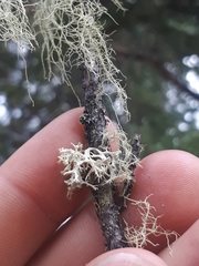 Ramalina dilacerata