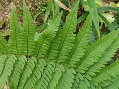 Dryopteris uniformis