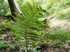 Dryopteris uniformis