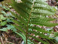 Dryopteris uniformis