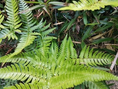 Dryopteris pacifica