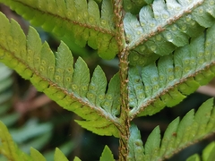 Dryopteris pacifica