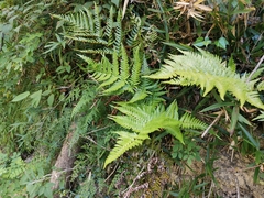 Dryopteris pacifica