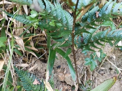 Dryopteris pacifica