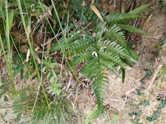 Dryopteris pacifica
