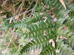 Dryopteris pacifica