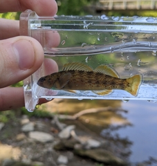 Etheostoma camurum