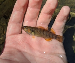 Etheostoma camurum
