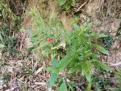 Dryopteris pacifica