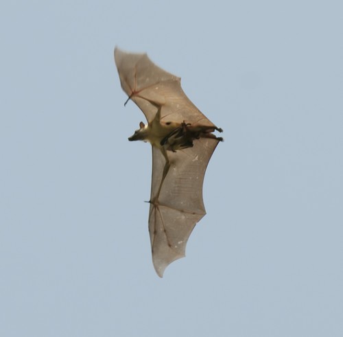 Straw-coloured Fruit Bat