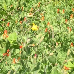 Lilium parryi