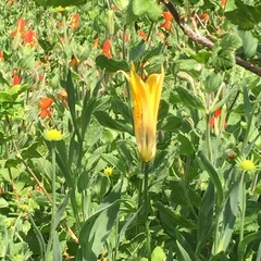 Lilium parryi