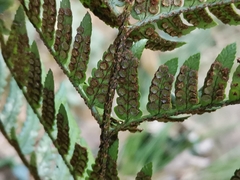 Dryopteris pacifica