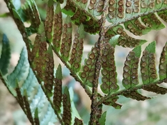 Dryopteris pacifica