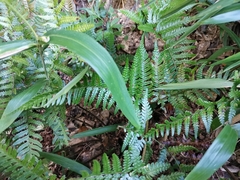 Dryopteris pacifica
