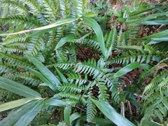 Dryopteris pacifica