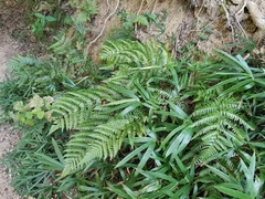 Dryopteris pacifica