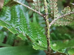 Dryopteris pacifica