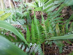 Dryopteris pacifica