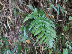 Dryopteris sacrosancta