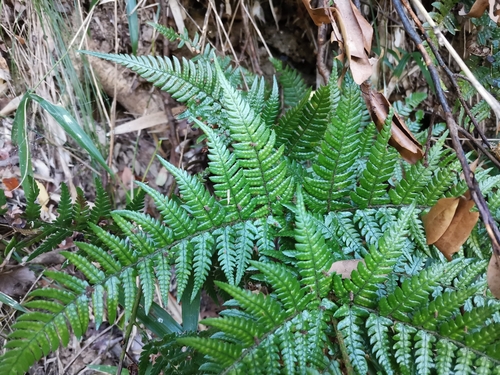 Image of Dryopteris sacrosancta by (c) harum.koh, some rights reserved (CC BY-SA)
