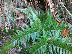 Dryopteris sacrosancta