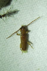 Smodicum cucujiforme