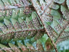 Dryopteris sacrosancta