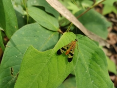 Panorpa japonica