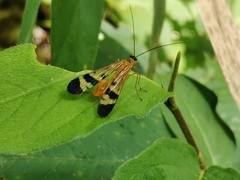 Panorpa japonica