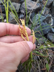 Botrychium neolunaria