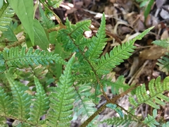 Dryopteris pacifica