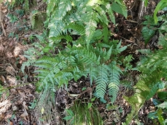 Dryopteris pacifica