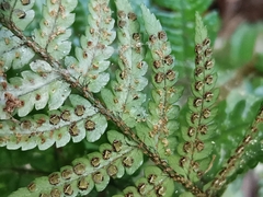 Dryopteris pacifica