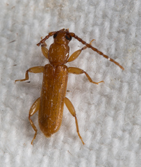 Smodicum cucujiforme