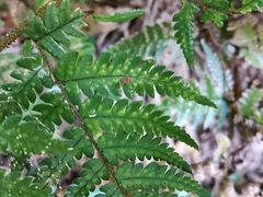 Dryopteris pacifica